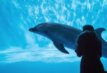 Delfin Delfine Japan