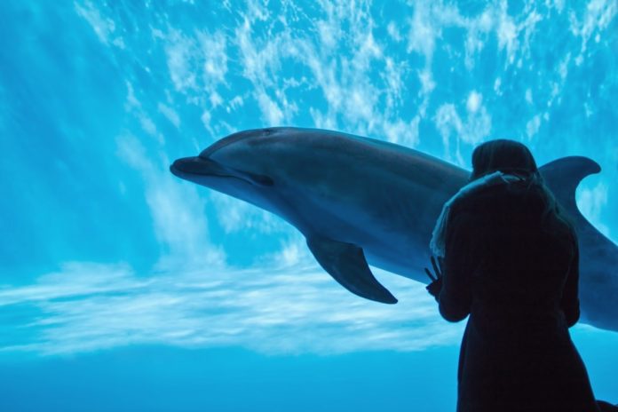 Delfin Delfine Japan