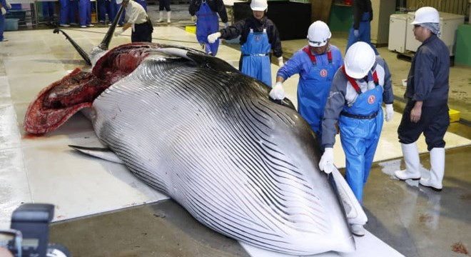 Japan startet Walfangsaison