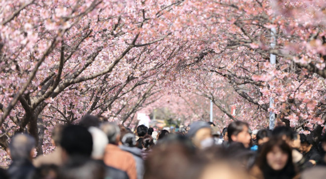 Kirschblüten, verschwindende Bahnhofsuhren und Russland stoppt Friedensverhandlung mit Japan