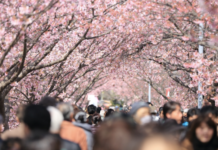 Japan hat ein Problem mit seinen Kirschbäumen